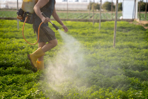 Best Pest Prevention Services  in Stonewood, WV