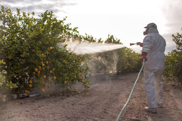 Wasp Removal Services in Stonewood, WV