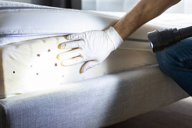 Best Wasp Removal Services  in Stonewood, WV