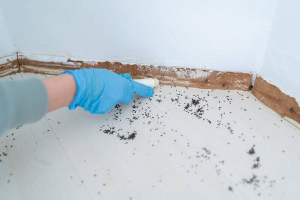 Best Residential Pest Control  in Stonewood, WV